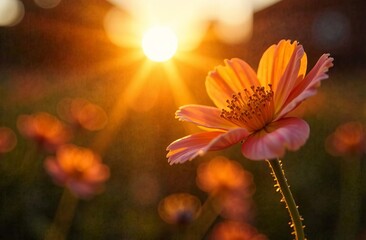 Golden sunset with delicate flower blooming in warm light