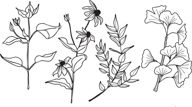 Illustration fleurs feuilles plante branche vecteur traits noirs