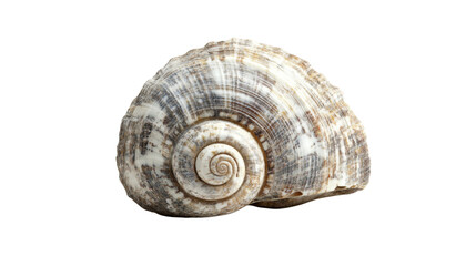 Sea shell, transparent background