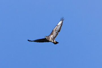 Common Buzzard (Buteo buteo), spotted over Baldoyle Racecourse, Dublin; common in Europe
