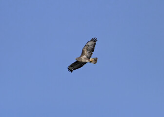 Common Buzzard (Buteo buteo), spotted over Baldoyle Racecourse, Dublin; common in Europe