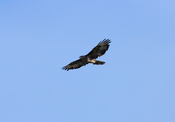 Common Buzzard (Buteo buteo), spotted over Baldoyle Racecourse, Dublin; common in Europe