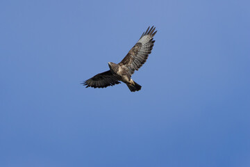 Obraz premium Common Buzzard (Buteo buteo), spotted over Baldoyle Racecourse, Dublin; common in Europe