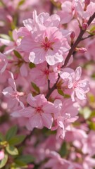 Delicate pink blossoms, soft focus, vibrant petals, lush background, beautiful, macro, wallpaper