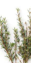 Elegant banner featuring rosemary and thyme sprigs, image, photography