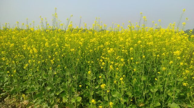 Mustard plants farm ( sarso khet) having yellow growing flower bloom, oilseeds	