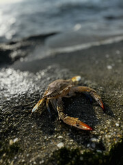 crab close up on sea beach. High quality photo
