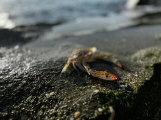 crab close up on sea beach. High quality photo