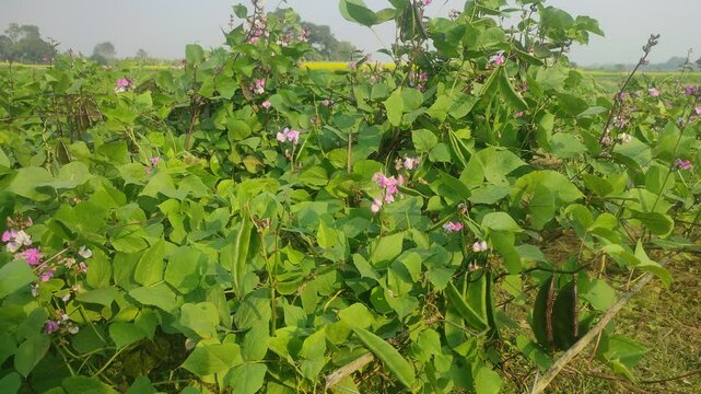 Lablab purpureus (Hyacinth bean, Dolichos bean, Seim bean, Lablab bean, Australian pea) ; Fresh pods on trunk, green and crimson, flat, long, curled with end nip.