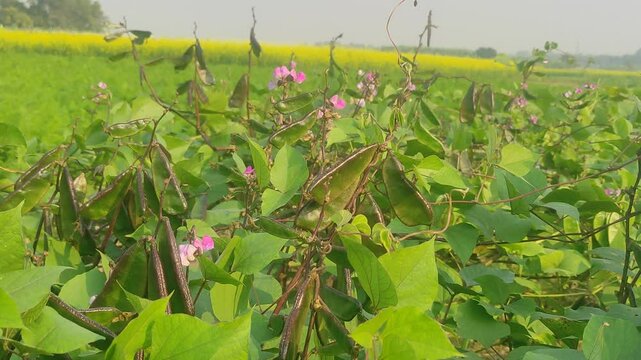 Lablab purpureus (Hyacinth bean, Dolichos bean, Seim bean, Lablab bean, Australian pea) ; Fresh pods on trunk, green and crimson, flat, long, curled with end nip.