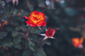 Obraz premium Beautiful orange red roses are blooming. Roses garden park. Amazing red rose. Colorful, beautiful, delicate rose in the garden