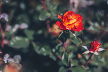 Beautiful orange red roses are blooming. Roses garden park. Amazing red rose. Colorful, beautiful, delicate rose in the garden