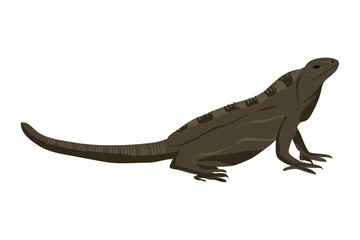 garrobo or Black spiny-tailed iguana in muddy brown color clipart