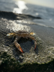 crab close up on sea beach. High quality photo