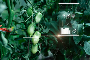 Organic tomatoes grow in smart farm greenhouse with AI monitoring, Farm agriculture AI technology