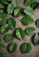 Overhead shot of green cocoa leaves with stems, stem, green leaf, cocoa leaf