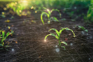 Farm agriculture AI digital technology, monitoring corn plant. Smart Farming and Agriculture...
