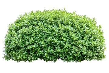 Obraz premium Isolated Green Bush on White Background