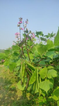Lablab purpureus (Hyacinth bean, Dolichos bean, Seim bean, Lablab bean, Australian pea) ; Fresh pods on trunk, green and crimson, flat, long, curled with end nip.