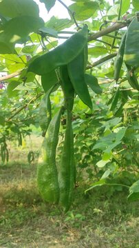 Lablab purpureus (Hyacinth bean, Dolichos bean, Seim bean, Lablab bean, Australian pea) ; Fresh pods on trunk, green and crimson, flat, long, curled with end nip.
