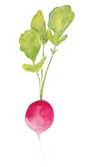 watercolor illustration of a radish on a white background for a logo, menu, poster.