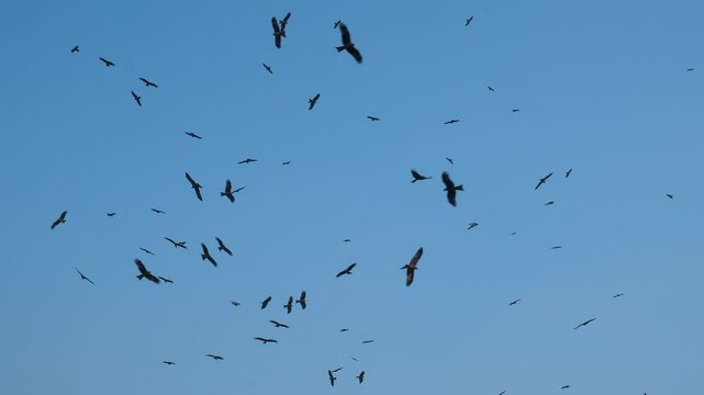 Birds in the sky. Flock of birds. Birds silhouette. Group of flaying birds. Birds flaying in sunset. Birds flocks flaying in sunset. Black kite bird flight. Bird flock