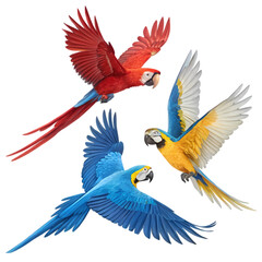 Three Colorful Parrots in Flight Against a Black Background