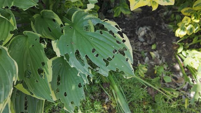 Hostas leaves damaged by pests, holes from snail damage