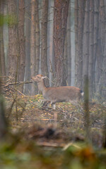 deer in the woods