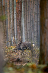 squirrel in the forest