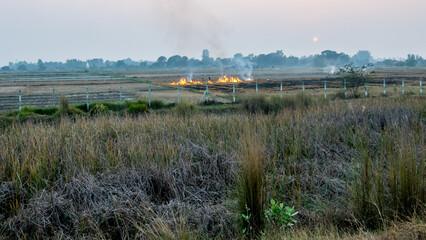 Crop burning, also known as paddy stubble burning, is a practice in Punjab, Haryana where farmers burn leftover plant debris after harvesting rice in India