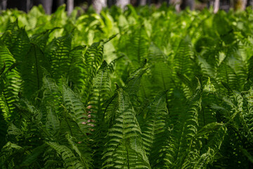 Green background. Ostrich fern (Matteuccia struthiopteris). Natural background of green leaves.