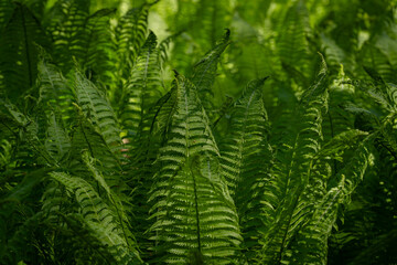 Green background. Ostrich fern (Matteuccia struthiopteris). Natural background of green leaves.