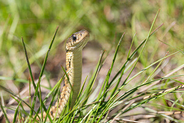 A Snake Rises From The Grass