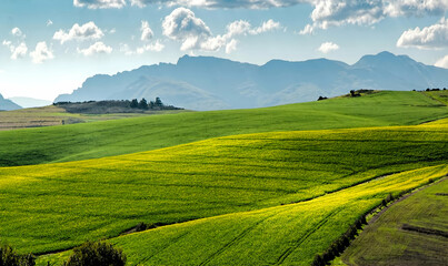 Obraz premium Landscape with Field and Mountains