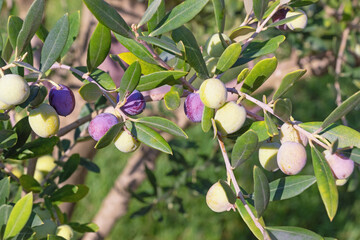 Branches of olive tree with leaves and fruit