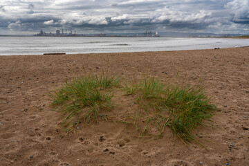 Grass on beach with industrial architecture background