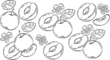 Hand drawn Outline black plums. doodle fruits set white doodle style. Set of single vector shape illustrations, sketch style. Elements for design