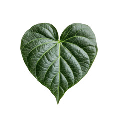 Obraz premium Heart-Shaped Green Leaf Isolated on White Background for Design Use