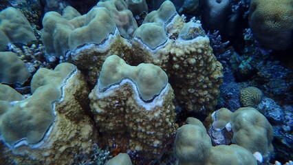 Undersea coral reef view, Red Sea, Egypt, Sharm El Sheikh, Montazah Bay
