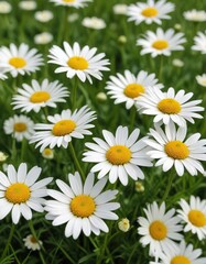 Obraz premium Close-up view of delicate white camomile flowers on a grassy field, countryside, botany, tranquil, macro, peaceful
