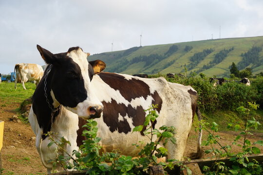 Vaca pastando en la Isla de San Miguel en las Azores