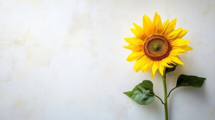A vibrant bouquet of sunflowers, bursting with yellow petals against a backdrop of blue sky, captures the essence of summer