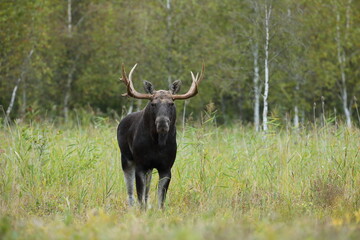 Łoś (Alces alces) moose