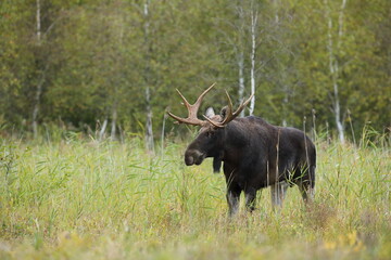 Łoś (Alces alces) moose © Bartosz Rakoczy
