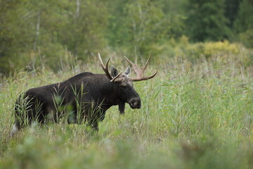 Łoś (Alces alces) moose