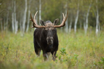 Łoś (Alces alces) moose