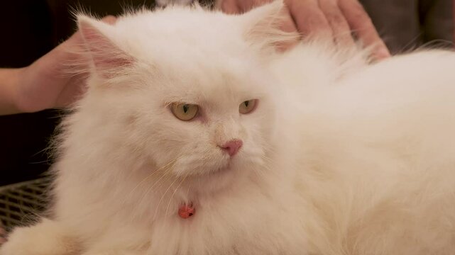 Cute and Adorable Cat. sad cat looking around with peace and calm.