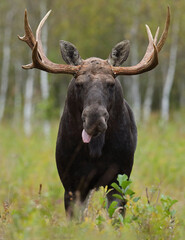 Łoś (Alces alces) moose © Bartosz Rakoczy