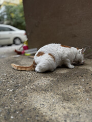 street cat eats food near the house. High quality photo